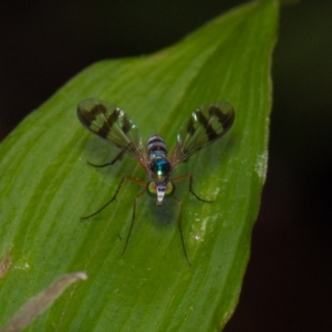 Heteropsilopus ingenuus at ANBG - 24 Dec 2019