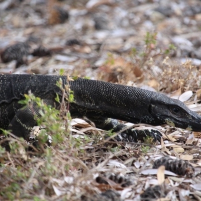 Varanus varius (Lace Monitor) at Bournda, NSW - 22 Dec 2019 by RossMannell