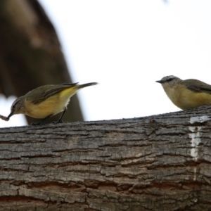 Acanthiza chrysorrhoa at Fyshwick, ACT - 24 Dec 2019