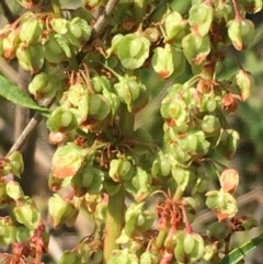 Rumex crispus (Curled Dock) at Numeralla, NSW - 22 Dec 2019 by JaneR