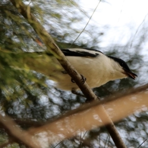 Lalage tricolor at Fyshwick, ACT - 24 Dec 2019 10:42 AM