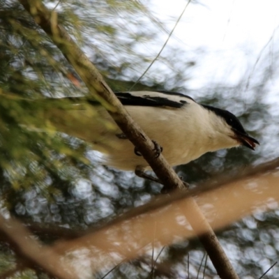 Lalage tricolor (White-winged Triller) at Fyshwick, ACT - 24 Dec 2019 by RodDeb