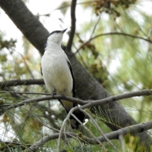 Lalage tricolor at Fyshwick, ACT - 24 Dec 2019 10:42 AM