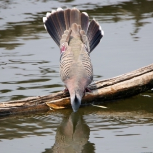 Ocyphaps lophotes at Fyshwick, ACT - 24 Dec 2019