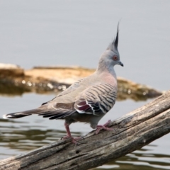 Ocyphaps lophotes at Fyshwick, ACT - 24 Dec 2019 12:10 PM