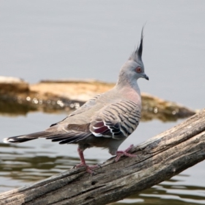 Ocyphaps lophotes at Fyshwick, ACT - 24 Dec 2019