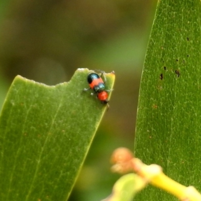 Dicranolaius bellulus (Red and Blue Pollen Beetle) at Jerrabomberra Wetlands - 24 Dec 2019 by RodDeb