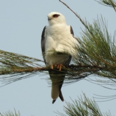 Elanus axillaris (Black-shouldered Kite) at Fyshwick, ACT - 24 Dec 2019 by RodDeb