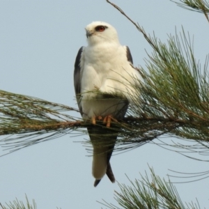 Elanus axillaris at Fyshwick, ACT - 24 Dec 2019