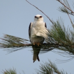 Elanus axillaris at Fyshwick, ACT - 24 Dec 2019