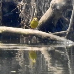 Chloris chloris (European Greenfinch) at Fyshwick, ACT - 24 Dec 2019 by RodDeb