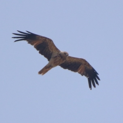 Haliastur sphenurus (Whistling Kite) at Fyshwick, ACT - 24 Dec 2019 by RodDeb