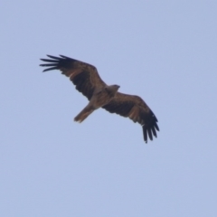 Haliastur sphenurus at Fyshwick, ACT - 24 Dec 2019