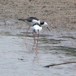 Himantopus leucocephalus at Fyshwick, ACT - 24 Dec 2019