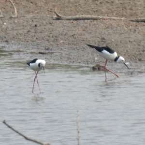 Himantopus leucocephalus at Fyshwick, ACT - 24 Dec 2019