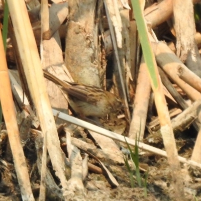 Poodytes gramineus (Little Grassbird) at Fyshwick, ACT - 23 Dec 2019 by RodDeb