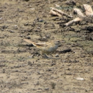 Poodytes gramineus at Fyshwick, ACT - 24 Dec 2019 12:26 PM