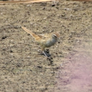 Poodytes gramineus at Fyshwick, ACT - 24 Dec 2019 12:26 PM