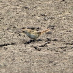 Poodytes gramineus at Fyshwick, ACT - 24 Dec 2019 12:26 PM