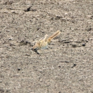 Poodytes gramineus at Fyshwick, ACT - 24 Dec 2019 12:26 PM