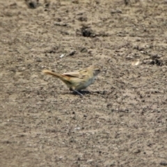 Poodytes gramineus at Fyshwick, ACT - 24 Dec 2019 12:26 PM