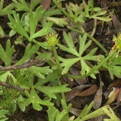 Ranunculus amphitrichus at Numeralla, NSW - 24 Dec 2019