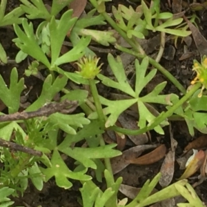 Ranunculus amphitrichus at Numeralla, NSW - 24 Dec 2019