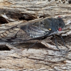 Psaltoda moerens (Redeye cicada) at Jerrabomberra Wetlands - 23 Dec 2019 by RodDeb