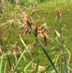 Schoenoplectus tabernaemontani (River Club-rush) at Numeralla, NSW - 24 Dec 2019 by JaneR