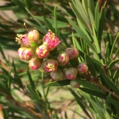 Callistemon sieberi (River Bottlebrush) at Numeralla, NSW - 24 Dec 2019 by JaneR