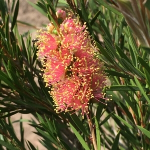 Callistemon sieberi at Numeralla, NSW - 24 Dec 2019 03:31 PM