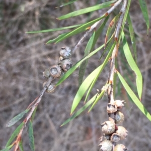 Callistemon sieberi at Numeralla, NSW - 24 Dec 2019 03:31 PM