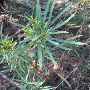 Lomatia myricoides at Numeralla, NSW - 24 Dec 2019 03:30 PM