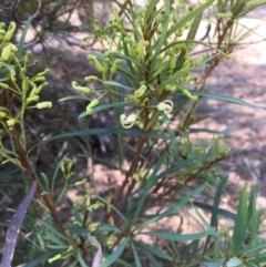 Lomatia myricoides at Numeralla, NSW - 24 Dec 2019 03:30 PM