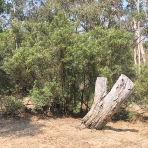 Lomatia myricoides at Numeralla, NSW - 24 Dec 2019 03:30 PM