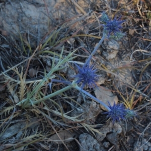 Eryngium ovinum at Gundaroo, NSW - 16 Dec 2019 07:21 AM