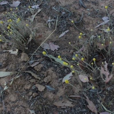 Calocephalus citreus (Lemon Beauty Heads) at Gundaroo, NSW - 15 Dec 2019 by MaartjeSevenster