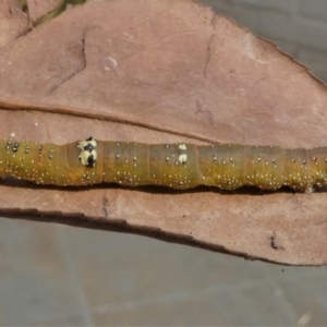 Oenochroma vinaria at Kambah, ACT - 26 Dec 2019