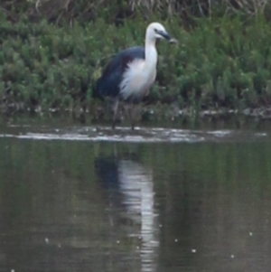 Ardea pacifica at Gundaroo, NSW - 13 Dec 2019