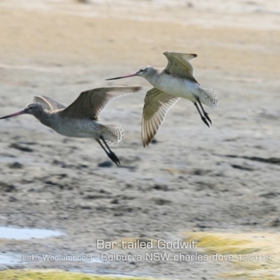 Limosa lapponica (Bar-tailed Godwit) at Culburra Beach, NSW - 17 Dec 2019 by Charles Dove