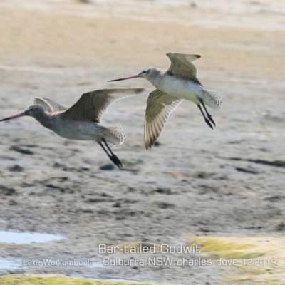 Limosa lapponica (Bar-tailed Godwit) at Culburra Beach, NSW - 18 Dec 2019 by CharlesDove