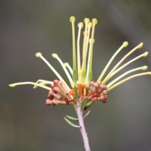 Grevillea juniperina subsp. villosa at Mongarlowe, NSW - 24 Dec 2019