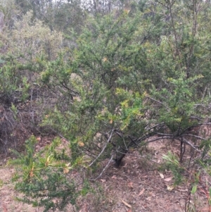 Grevillea juniperina subsp. villosa at Mongarlowe, NSW - 24 Dec 2019