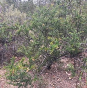 Grevillea juniperina subsp. villosa at Mongarlowe, NSW - 24 Dec 2019 12:06 PM