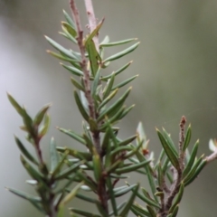 Grevillea juniperina subsp. villosa at Mongarlowe, NSW - 24 Dec 2019 12:06 PM