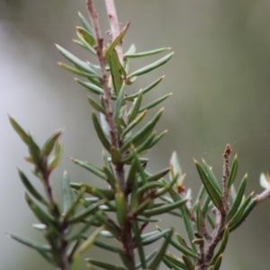 Grevillea juniperina subsp. villosa at Mongarlowe, NSW - 24 Dec 2019