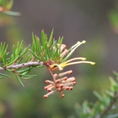 Grevillea juniperina subsp. villosa at Mongarlowe, NSW - 24 Dec 2019 12:06 PM