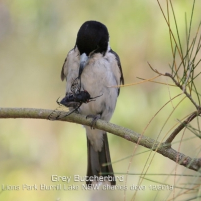 Cracticus torquatus (Grey Butcherbird) at Burrill Lake, NSW - 17 Dec 2019 by CharlesDove