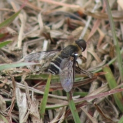 Villa sp. (genus) (Unidentified Villa bee fly) at Mongarlowe River - 23 Dec 2019 by LisaH