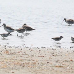 Calidris canutus (Red Knot) at Culburra Beach, NSW - 18 Dec 2019 by CharlesDove